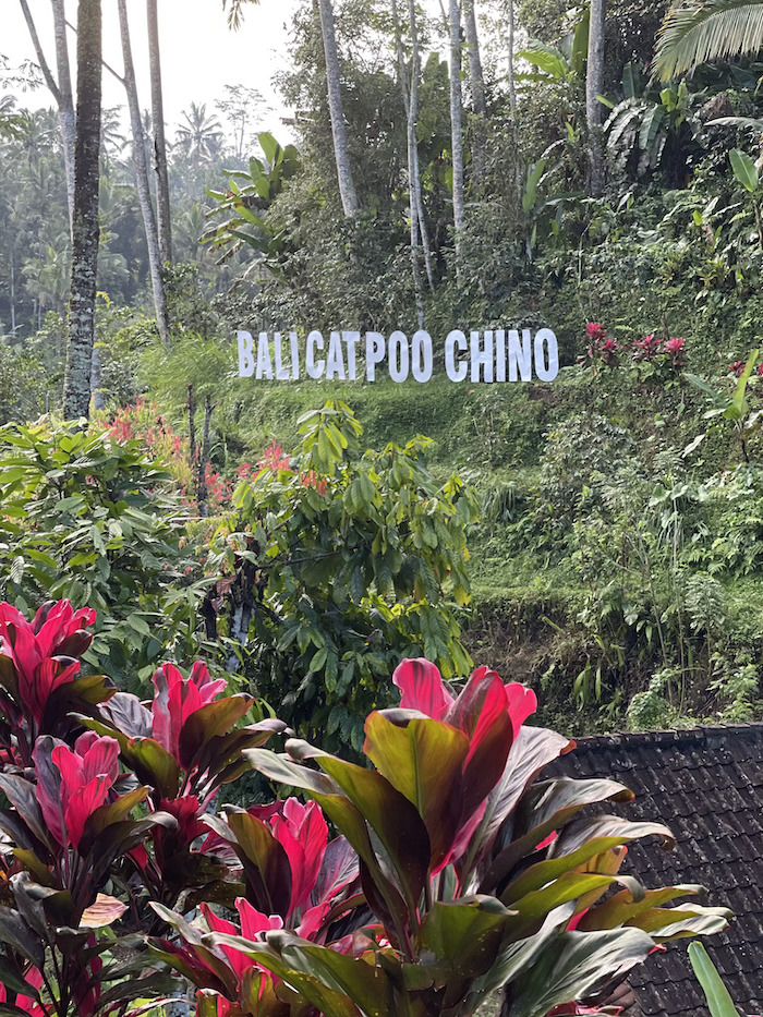 bali catpoochino